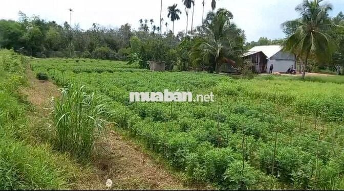 500m2 đất mặt tiền nhựa Trảng Bàng, đất đô thị. 870tr