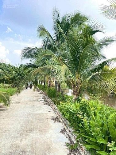 Bán nhanh lô đất vườn DT 330m2 x. An Tịnh, Trảng Bàng, SHR, chỉ 800tr