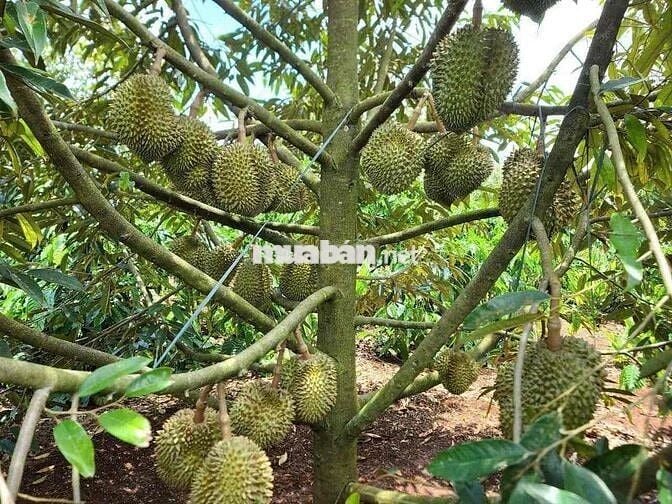 KẸT TIỀN CẦN BÁN LÔ ĐẤT GẦN KCN MINH HƯNG