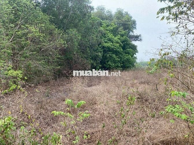 470 triệu  📏 Diện tích: 5m x 25m (125m²) PT gò dầu