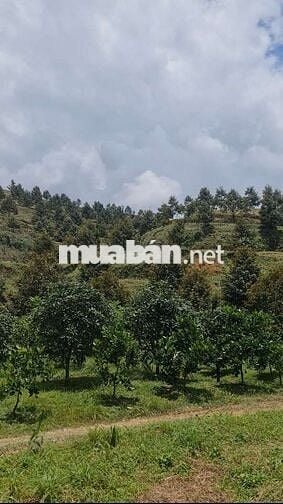 🔥 Bán Vườn Sầu Riêng Cá Nhân - Đang Cho Bói, View Săn Mây-Giá Tốt 🔥
