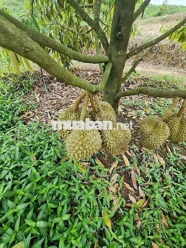 🔥 Bán Vườn Sầu Riêng Cá Nhân - Đang Cho Bói, View Săn Mây-Giá Tốt 🔥