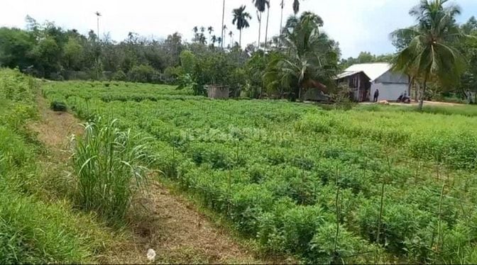 500m2 đất mặt tiền nhựa Trảng Bàng, đất đô thị. 870tr