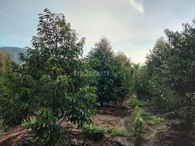 Bán lỗ nhà vườn 2541m đang trồng cây ăn trái,có sẵn nhà cấp 4