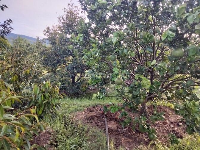 Bán lỗ nhà vườn 2541m đang trồng cây ăn trái,có sẵn nhà cấp 4
