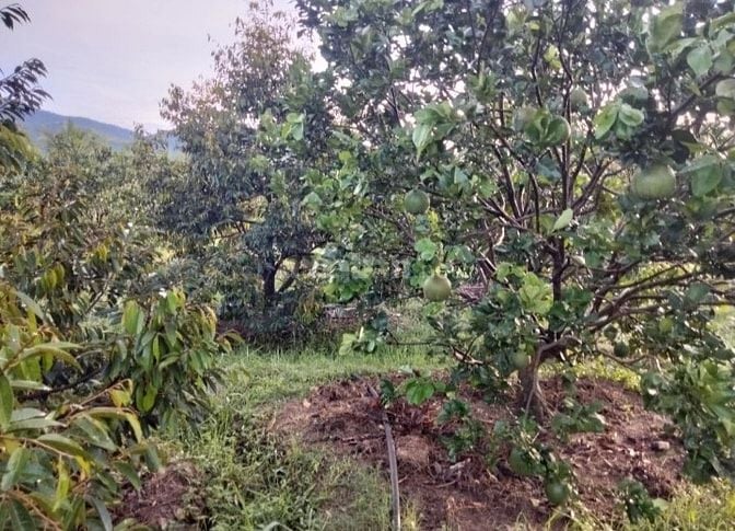Bán lỗ nhà vườn 2541m đang trồng cây ăn trái,có sẵn nhà cấp 4