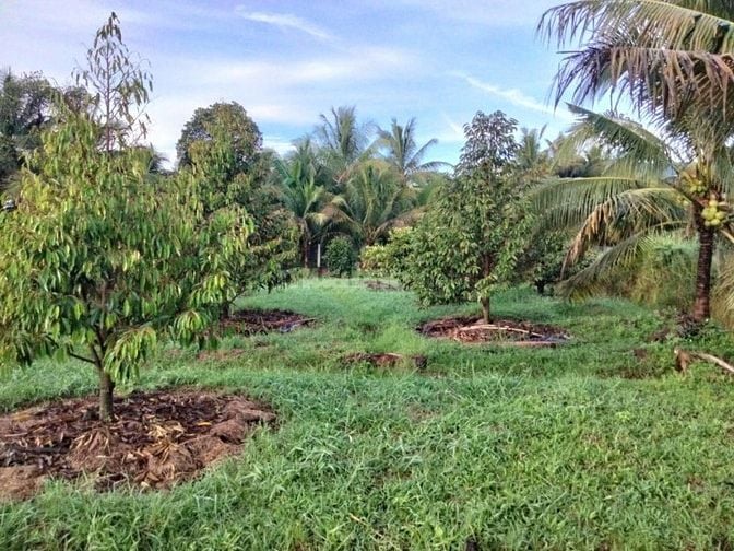 Bán lỗ nhà vườn 2541m đang trồng cây ăn trái,có sẵn nhà cấp 4