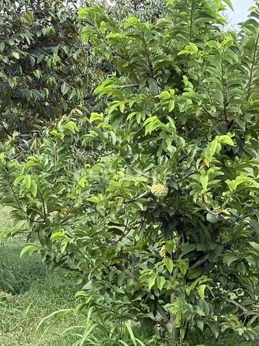 Bán lỗ nhà vườn 2541m đang trồng cây ăn trái,có sẵn nhà cấp 4
