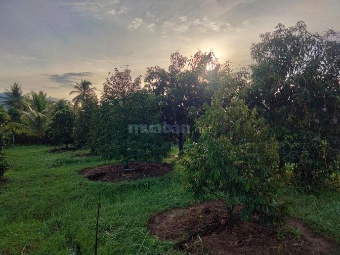 Bán lỗ nhà vườn 2541m đang trồng cây ăn trái,có sẵn nhà cấp 4