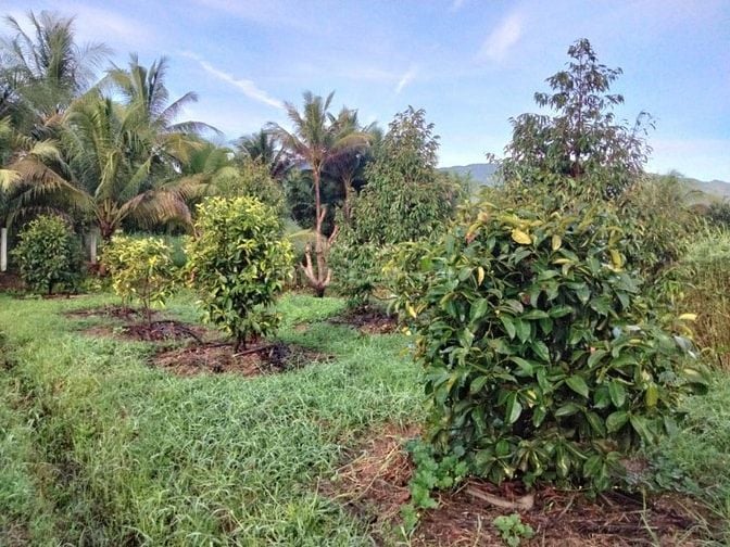 Bán lỗ nhà vườn 2541m đang trồng cây ăn trái,có sẵn nhà cấp 4