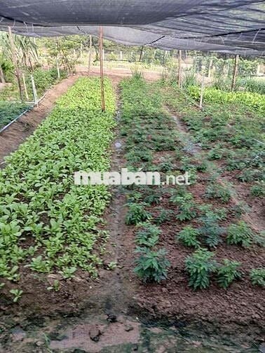 Cần bán đất 2hecta Eahleo mặt tiền đường bê tông