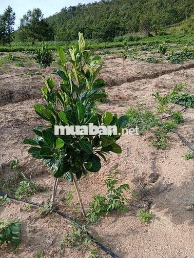 Cần bán đất 2hecta Eahleo mặt tiền đường bê tông