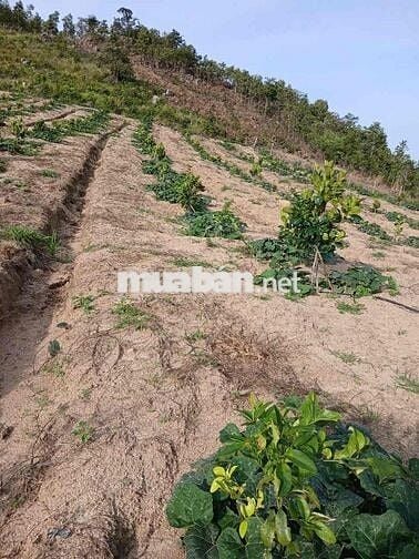 Cần bán đất 2hecta Eahleo mặt tiền đường bê tông