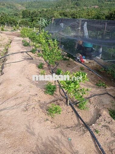 Cần bán đất 2hecta Eahleo mặt tiền đường bê tông