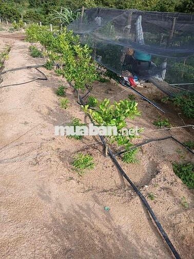 Cần bán đất 2hecta Eahleo mặt tiền đường bê tông