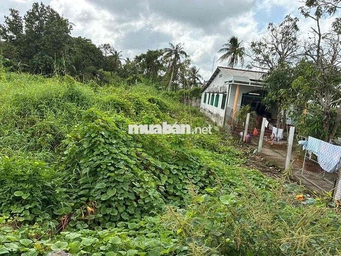 Cần bán 250m có 100m Thổ P. 3( nay là Phường Phước Hậu), T Vĩnh Long