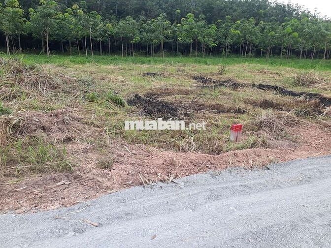 lô đất mặt tiền 5 x 24 =120m,( 60mtc)