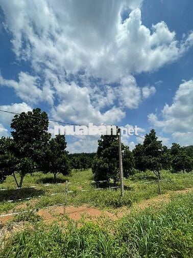 Bán lô đất vườn mít đang trái 1200m2 nở hậu
