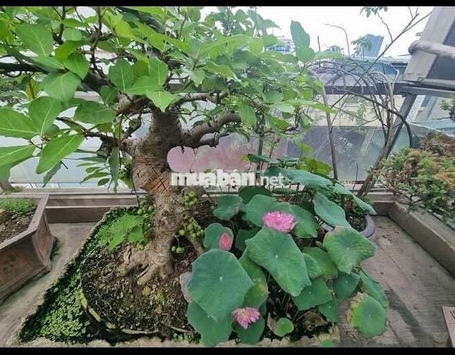 Tôi cần bán nhà mặt phố Thái Thịnh 7tầng thang máy full nội thất.