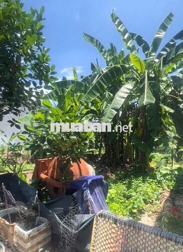 BÁN ĐẤT THỊ XÃ BẾN CÁT PHƯỜNG TÂN ĐỊNH  BÌNH DƯƠNG