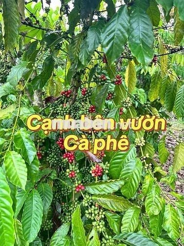 chính chủ đang nợ ngân hàng bán gấp mãnh vườn trả nợ