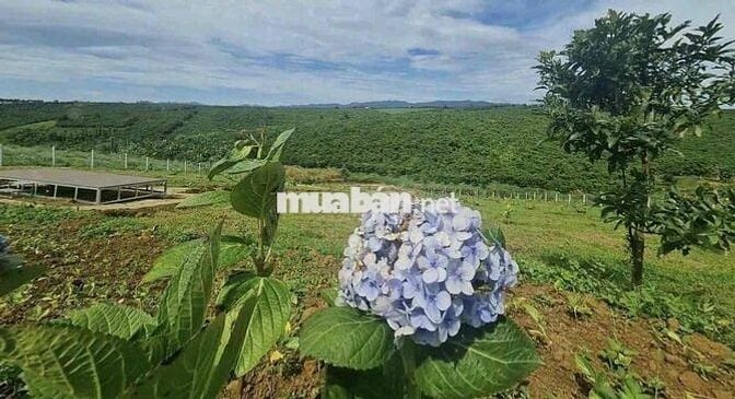 🌿 CƠ HỘI SỞ HỮU ĐẤT FARM NGHỈ DƯỠNG