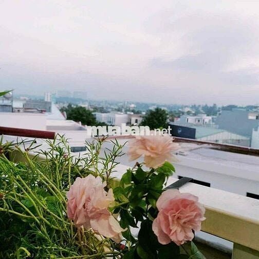 CHO  THUÊ CHUNG CƯ PHÚC ĐẠT GIÁ RẺ