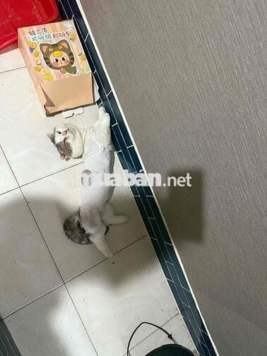 chính chủ cho thuê nhà nguyên căn