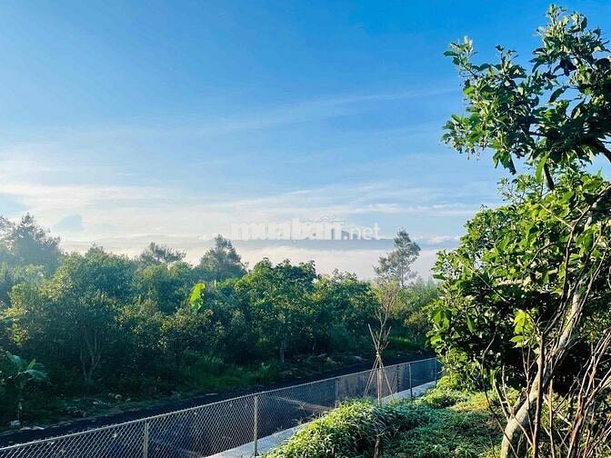 ☁️ ĐẤT Ở NGHỈ DƯỠNG – VIEW MÂY CỰC ĐẸP TẠI LỘC ĐỨC