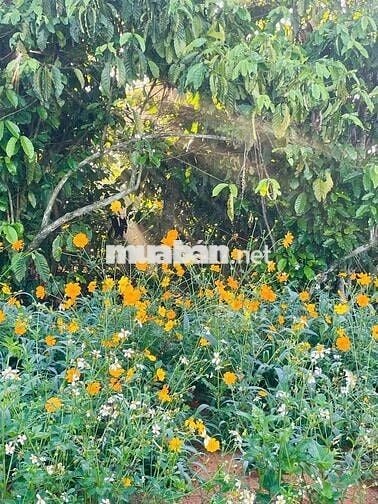 ☁️ ĐẤT Ở NGHỈ DƯỠNG – VIEW MÂY CỰC ĐẸP TẠI LỘC ĐỨC