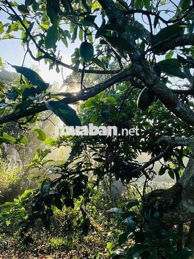 ☁️ ĐẤT Ở NGHỈ DƯỠNG – VIEW MÂY CỰC ĐẸP TẠI LỘC ĐỨC