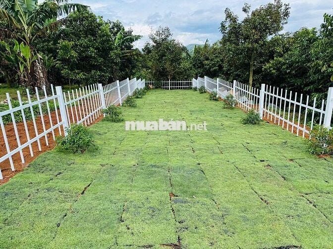 ☁️ ĐẤT Ở NGHỈ DƯỠNG – VIEW MÂY CỰC ĐẸP TẠI LỘC ĐỨC