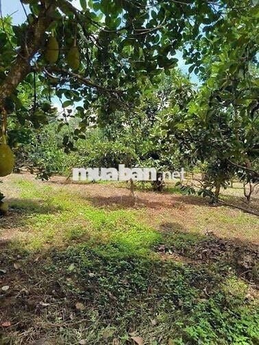 Đất thành phố 290tr bao sổ (541m2) có sẵn 100m2 thổ cư