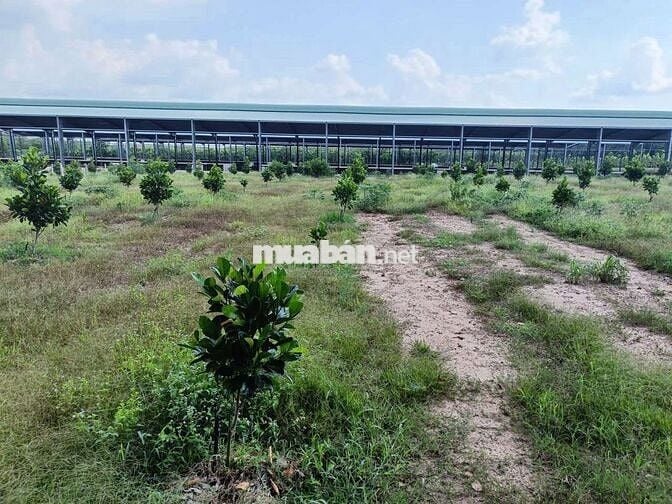 Bán gấp lô đất Phú Giáo,Bình Dương,DT,250m2,Thổ cư 100%,gần KCN