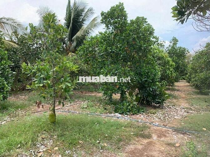 Đất thành phố 290tr bao sổ (541m2) có sẵn 100m2 thổ cư