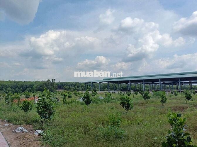 Bán gấp lô đất Phú Giáo,Bình Dương,DT,250m2,Thổ cư 100%,gần KCN