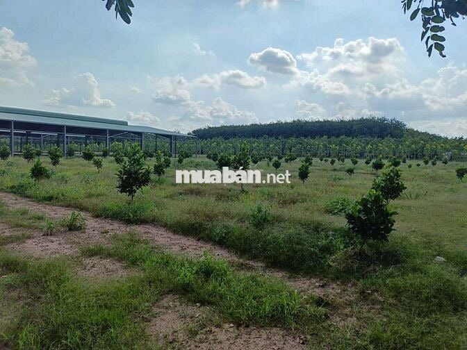 Bán gấp lô đất Phú Giáo,Bình Dương,DT,250m2,Thổ cư 100%,gần KCN