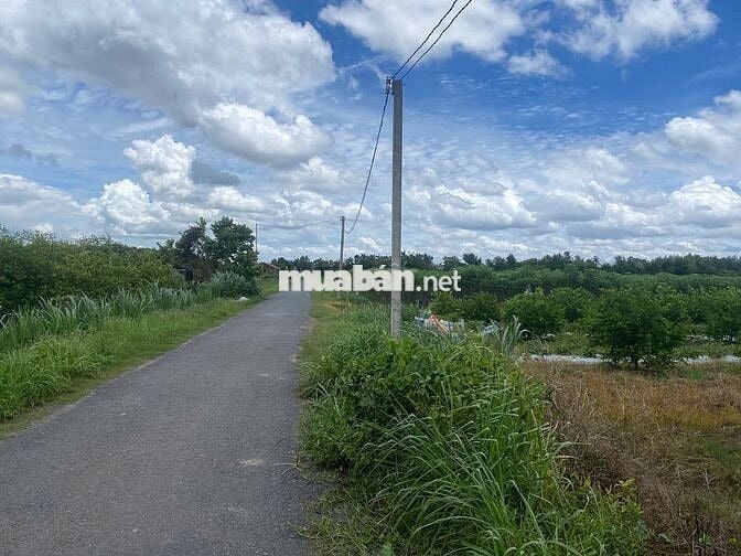 5X70 60TC NHỰA THÔNG KCN 999 TRIỆU