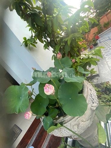 CHÍNH CHỦ BÁN BIỆT THỰ ĐẲNG CẤP