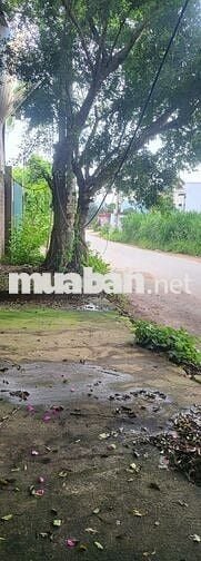 cần bán gấp nhà mặt đường nhựa rộng 12 mét