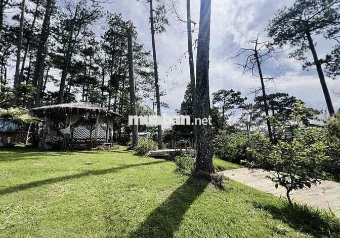 Không tiện quản lý bán lỗ 1200m2 view săn mây tặng căn nhà vườn Đà Lạt