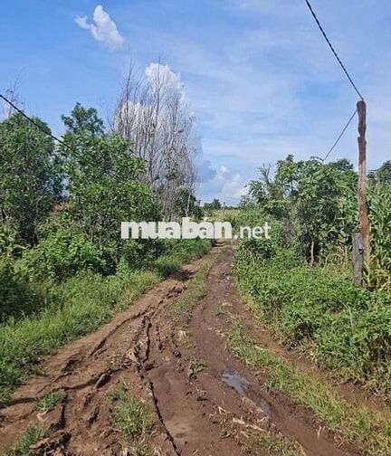 Bán đất vườn ở Làng Tào Roòng, xã Ia Pal, Chư Sê, Gia Lai