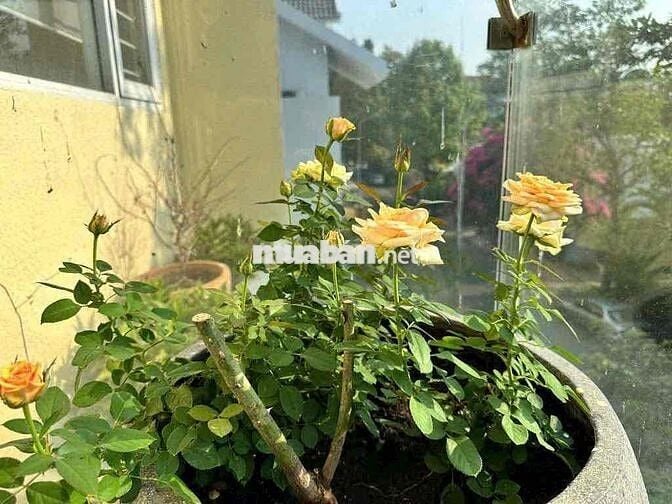 🧧Cho Thuê Biệt Thự Nam Long TTC - 7PN ( 418m2 Sàn ) Full Nội Thất