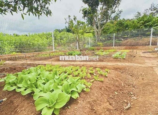 Chuyển nơi ở, bán lỗ lại lô đất 319m2 giá 699tr tặng nhà hiện đại