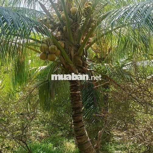 BÁN ĐẤT MẶT TIỀN ĐỐI DIỆN TRƯỜNG NGUYỄN THỊ ĐỊNH
