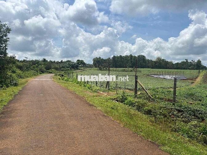 3000m2 Diên Phú phường Diên Hồng mới