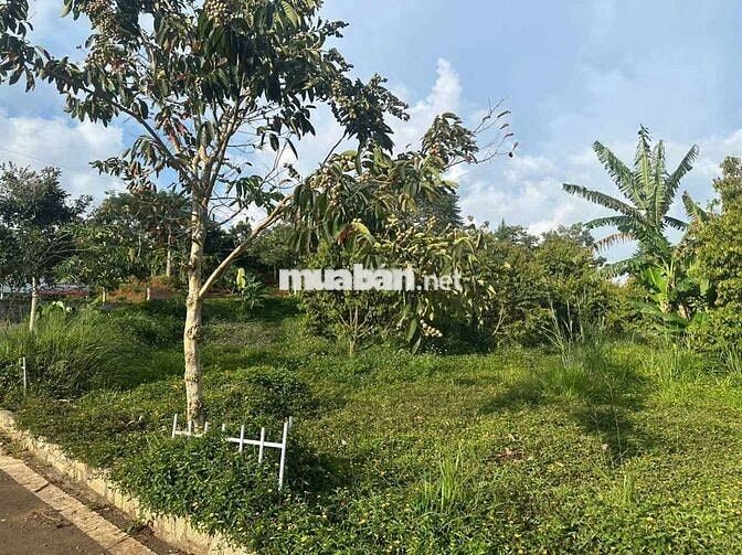 Kẹt tiền trả lãi chủ bán lô đất 2500m2 giá chỉ 550 triệu tại Tân Lạc