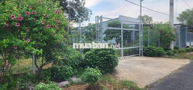 Cần bán gấp 1286.3m2 đất TC mặt tiền đường nhựa Lâm Thị Ngành