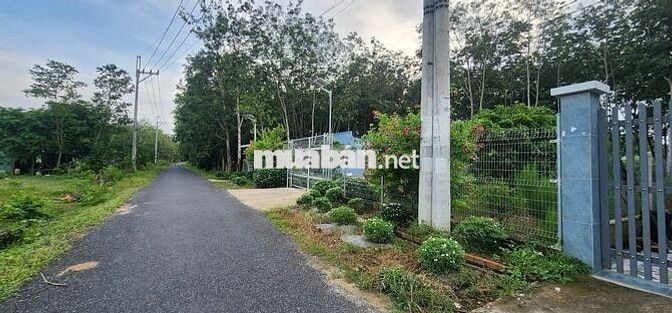 Cần bán gấp 1286.3m2 đất TC mặt tiền đường nhựa Lâm Thị Ngành