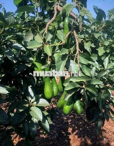 Kẹt tiền trả lãi chủ bán lô đất 2500m2 giá chỉ 550 triệu tại Tân Lạc